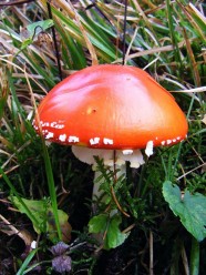 Sortie champignons de printemps