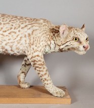 Rencontre-m�tier : Restaurateur et taxidermiste