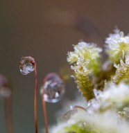 �crire les sens au jardin : sixi�me sens