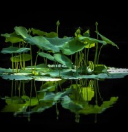 Du temps pour l'�tang