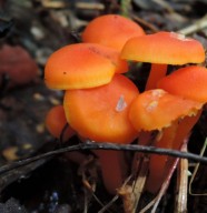 atelier : � la rencontre des champignons