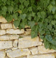 Sortie nature : D�couverte des tourbi�res