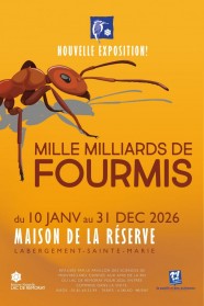 Mille milliards de fourmis