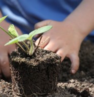 Vente de Plants Potagers