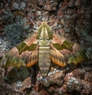 Sortie Nature : Les papillons de nuit