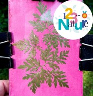 Atelier : Anthotypes, la photographie v�g�tale