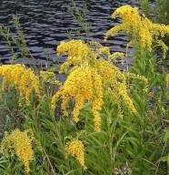 Chantier nature : � l'arrachage !