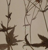 Une heure, une oeuvre