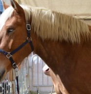 Week-end festif au Cheval d'Ar�on