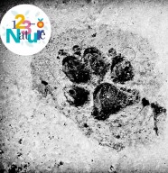 Sortie nature : Traces et indices