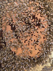 Visite : Les Miels de Franche-Comt�