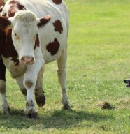 Championnat de France chiens de troupeau sur bovins