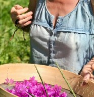 Rencontre autour des plantes m�dicinales