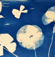 Atelier - Cyanotypes