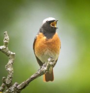 Sortie nature : des oiseaux � la ferme