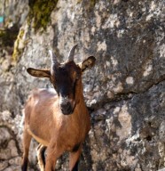 F�te de la Ch�vre