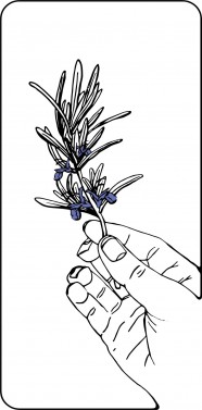 sorties et ateliers autour des plantes sauvages
