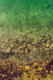 Sortie nature : Les poissons de nos rivi�res