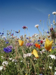 Sortie nature : Allons en Ch�tillon !