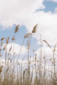 Sortie nature : Le marais