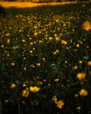 Sortie nature : Le Bief de Corne