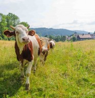 Visite d'une ferme � comt�