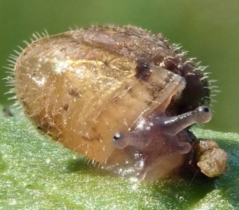 sortie nature : La malacologie, �a vous dit ?