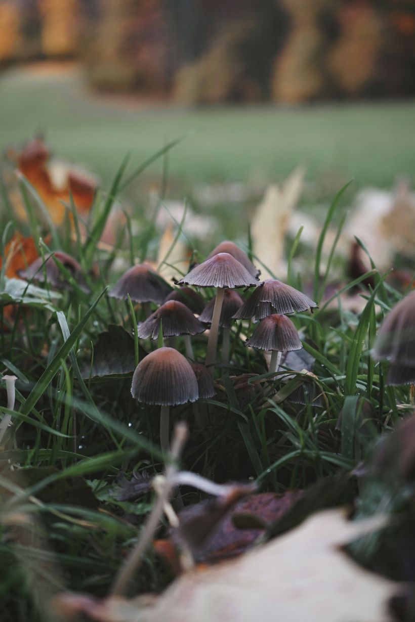 sortie nature : Les champignons, des go�ts et des couleurs