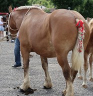 Cavale Comtoise