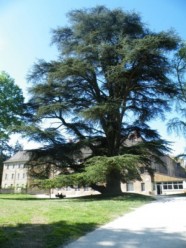 Rendez-vous aux jardins - Parcours des arbres remarquables