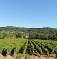 Rando des Vignes