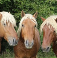 Rencontre avec les chevaux comtois