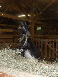 De la ferme au fromage