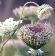 Cueillette sauvage et d�couvertes culinaires