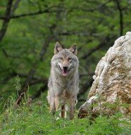 Conf�rence : Le loup, enjeux d'une cohabitation