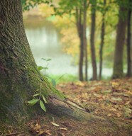 D�couverte de la sylvoth�rapie