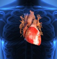 D�pistage, pr�vention et sensibilisation � l'insuffisance cardiaque