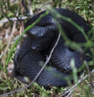 Sortie naturaliste : amphibiens et reptiles