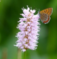 Balade � la d�couverte des insectes de la r�serve