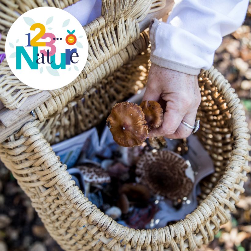 Sortie nature : les champignons