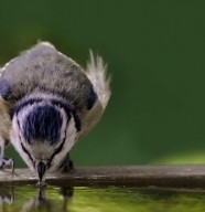 Fabrication d'un abreuvoir � oiseaux