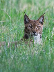 La journ�e du Lynx, sur les traces du fant�me de nos for�ts