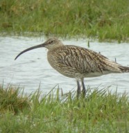 Balade � la d�couverte des oiseaux de la r�serve