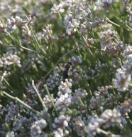 D�couverte de la ruche