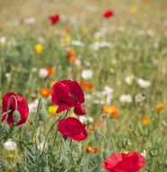 Atelier - Les plantes sauvages