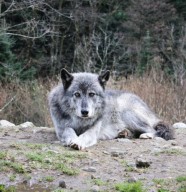Visite : Entre chien et loup