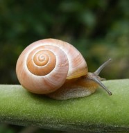 Visite : Passion escargots