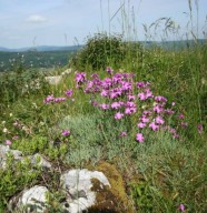 Mercredi d�couverte : Visite botanique au cr�t des Roches