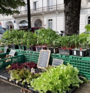 March� festif des tilleuls