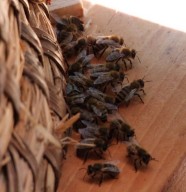 Visite : Le miel et les abeilles
